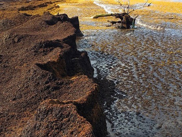 Sargazo vivo (de color marrón a dorado) y muerto (de color marrón a negro) en la Costa del Caribe de las Antillas francesas.